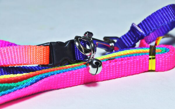 cute dog collar