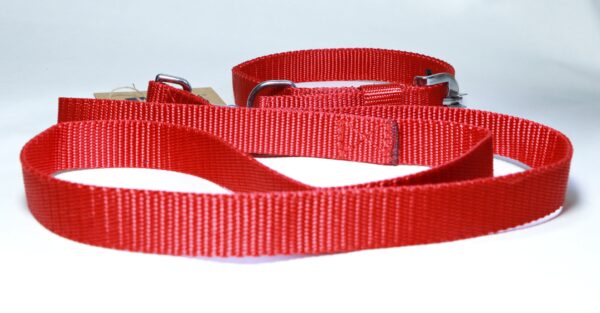 plain leash and collar set