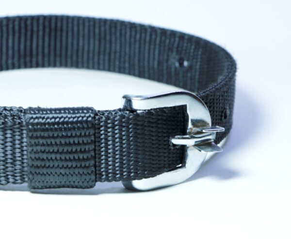 plain leash and collar set