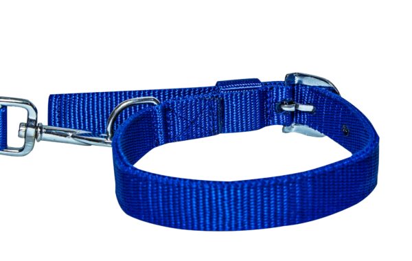 dog belt