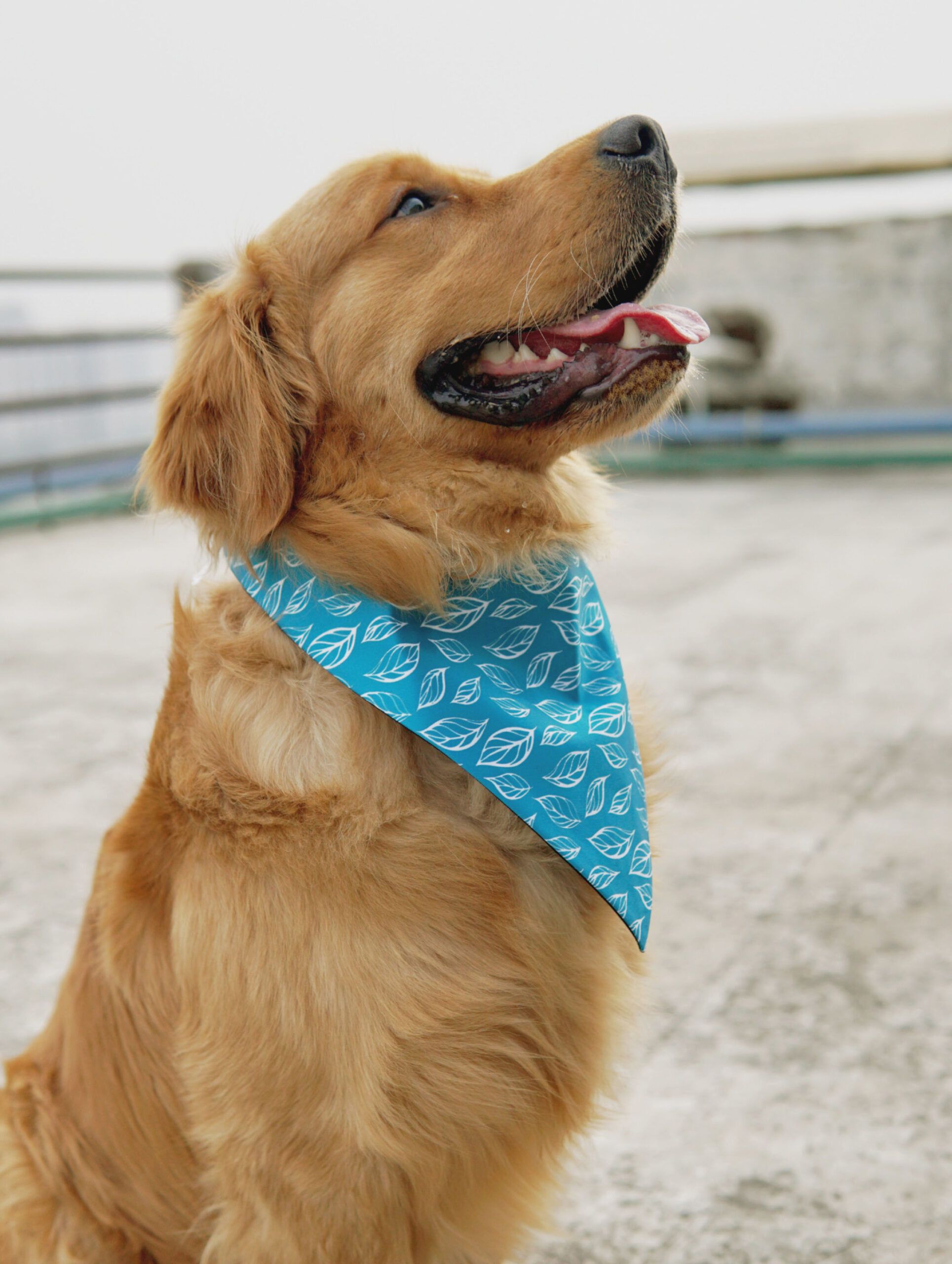 bandanas for dogs