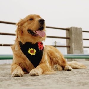 bandanas for dogs